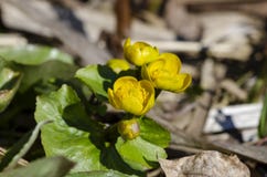 Kingcup oder Sumpfringelblume nahe dem Fluss stockfoto Kingcup oder Sumpfringelblume nahe dem Fluss stockfoto