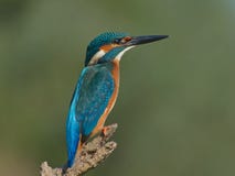Kingfisher Royalty Free Stock Photos Kingfisher Royalty Free Stock Photos