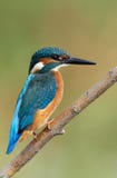 Kingfisher Stock Image Kingfisher Stock Image
