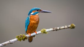 Free Kingfisher Bird Stock Photos - 56032593