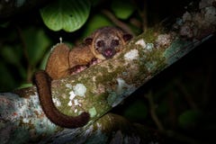 Kinkajou - Potos flavus, rainforestdäggdjur av familjprocyonidaen släkt olingos, coatis, tvättbjörnar och ringtailen och arkivbild Kinkajou - Potos flavus, rainforestdäggdjur av familjprocyonidaen släkt olingos, coatis, tvättbjörnar och ringtailen och arkivbild