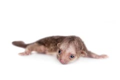Kinkajou potosen flavus, 1 gamla månad behandla som ett barn på vit arkivfoton Kinkajou potosen flavus, 1 gamla månad behandla som ett barn på vit arkivfoton