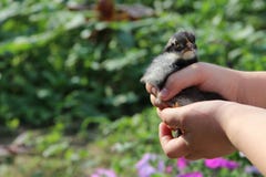 Kip in kinderen` s handen Het nieuwe leven Kleine vogel Royalty-vrije Stock Afbeeldingen Kip in kinderen` s handen Het nieuwe leven Kleine vogel Royalty-vrije Stock Afbeeldingen