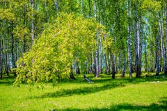 Kippte den Baum zu Boden in einem Wald der Birke lizenzfreies stockbild Kippte den Baum zu Boden in einem Wald der Birke lizenzfreies stockbild
