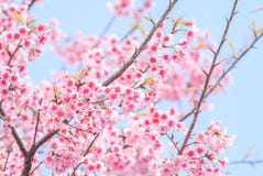 Kirschblüte im Frühjahr lizenzfreies stockfoto Kirschblüte im Frühjahr lizenzfreies stockfoto