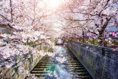 Kirschblüte zeichnete Meguro-Kanal in Tokyo, Japan Frühjahr herein stockfoto Kirschblüte zeichnete Meguro-Kanal in Tokyo, Japan Frühjahr herein stockfoto
