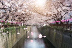 Kirschblüte zeichnete Meguro-Kanal in Tokyo, Japan Frühjahr im April in Tokyo, Japan lizenzfreie stockfotografie Kirschblüte zeichnete Meguro-Kanal in Tokyo, Japan Frühjahr im April in Tokyo, Japan lizenzfreie stockfotografie