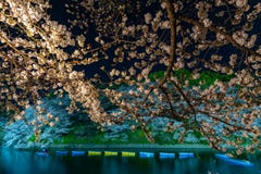 Kirschblüten um Chidorigafuchi parken, Tokyo, Japan stockfoto Kirschblüten um Chidorigafuchi parken, Tokyo, Japan stockfoto