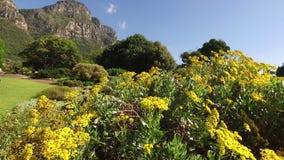 Kirstenbosch botanical gardens - Cape Town