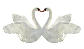 Kiss Of Two Swans. Royalty Free Stock Photography