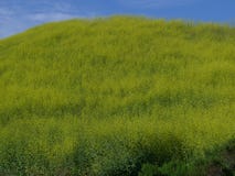 Kite Hill wild flowers Aliso Viejo CA USA Royalty Free Stock Image Kite Hill wild flowers Aliso Viejo CA USA Royalty Free Stock Image
