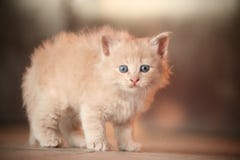 Kitten Royalty Free Stock Images