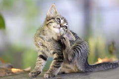 Kitten Stock Photos Kitten Stock Photos