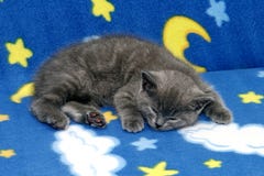 Kitten Royalty Free Stock Photography