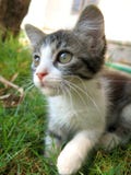 Kitten Royalty Free Stock Image