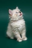 Kitten Stock Images