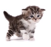 Kitten Kitten