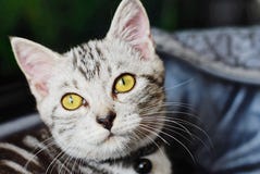 American shorhair cute little kitten. Kitten, adorable cats and stock image American shorhair cute little kitten. Kitten, adorable cats and stock image