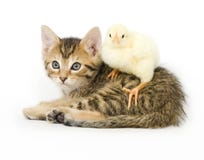 Kitten And Baby Chick Stock Photos