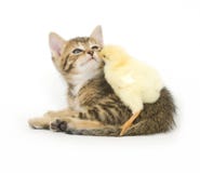 Kitten And Baby Chick Royalty Free Stock Image