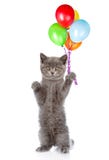 Kitten with bunch of balloons standing on hind legs. isolated on white background