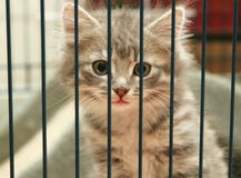 Image result for kitten in cage