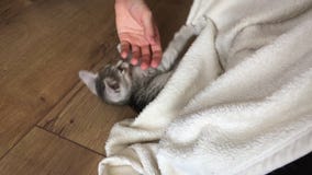kitten biting blanket