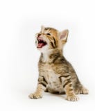 Kitten Crying On White Royalty Free Stock Images
