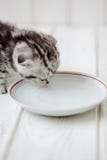 Kitten drinking water Royalty Free Stock Photo Kitten drinking water Royalty Free Stock Photo