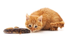 Kitten and fish royalty free stock image Kitten and fish royalty free stock image
