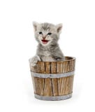 Kitten In A Barrel Royalty Free Stock Photos