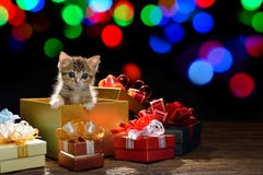 Kitten In A Gift Box Royalty Free Stock Image