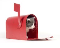 Kitten In A Mailbox Stock Photo