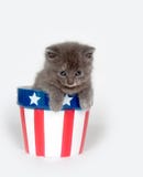 Kitten In Patriotic Flowerpot Royalty Free Stock Image