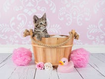 Kitten In Wooden Basket Royalty Free Stock Photography Kitten In Wooden Basket Royalty Free Stock Photography