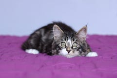 Kitten maine coon of striped gray color which monitors its prey in lying position Stock Images Kitten maine coon of striped gray color which monitors its prey in lying position Stock Images