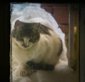 Kitten On Snow Pile At The Window Stock Image