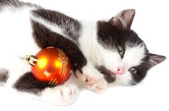 Kitten Playing With Christmas Decoration Royalty Free Stock Image Kitten Playing With Christmas Decoration Royalty Free Stock Image