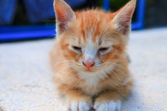 Kitten portrait orange-red, small cat cute select focus with shallow depth of field stock photo Kitten portrait orange-red, small cat cute select focus with shallow depth of field stock photo