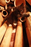 kitten rock climber stock photography kitten rock climber stock photography