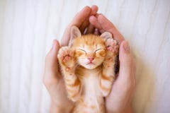 Kitten sleeping in man hands. Cats sleep