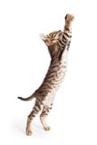 Kitten Standing Reaching Paws Up linda fotos de archivo libres de regalías Kitten Standing Reaching Paws Up linda fotos de archivo libres de regalías