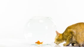 Kitten watching goldfish in bowl