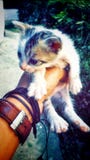 kittens stockbilder kittens stockbilder