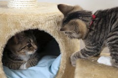 kittens stockbild kittens stockbild