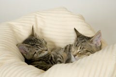 kittens stockfotos kittens stockfotos
