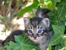kittens stockfotografie kittens stockfotografie