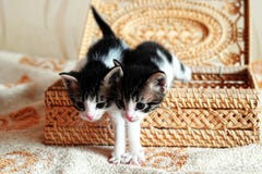 Kittens In A Basket Royalty Free Stock Photo