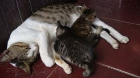Kittens Sleep with Mom on Floor