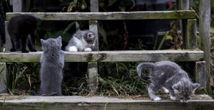Kittens on Wooden Stairs stock photo Kittens on Wooden Stairs stock photo